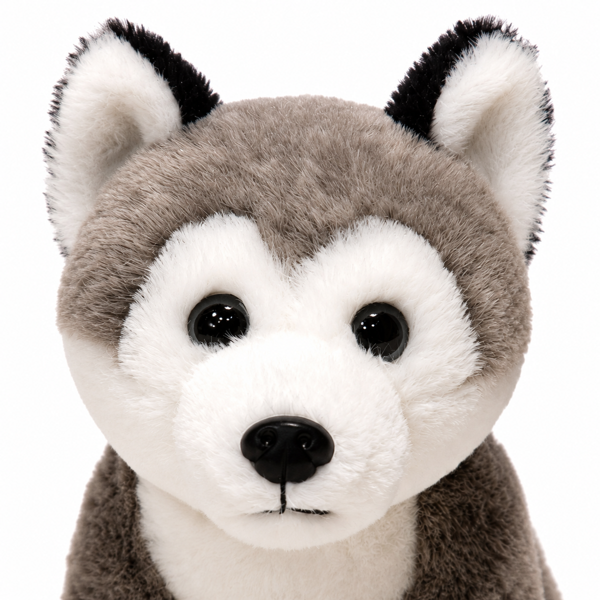 Husky en Peluche